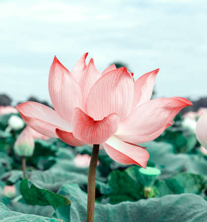 Lotus flowers in the pool. Pink lotus flowers blooming in the bright morning. Nature concept For backgroundの写真素材