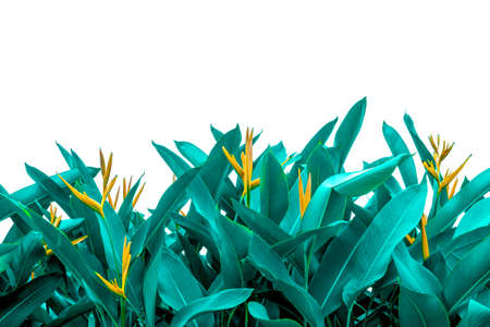 Tropical green leaf texture, Green leaves background nature dark green backdrop, Concept nature and plant tropicalの写真素材