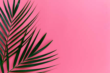 Green leaves of palm tree on bright pink pastel background, Tropical green palm leaves , Top view minimal concept. Flat lay. Blank copy space.の写真素材