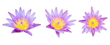 Lotus flower collections isolated on white background.の写真素材