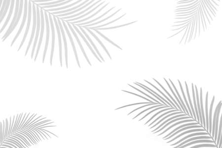 Abstract shadow black white palm leaf shadow on a white wall Background. Blank copy space.の写真素材