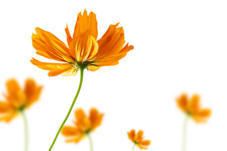 Selective focus orange flower isolated on a white background.の写真素材