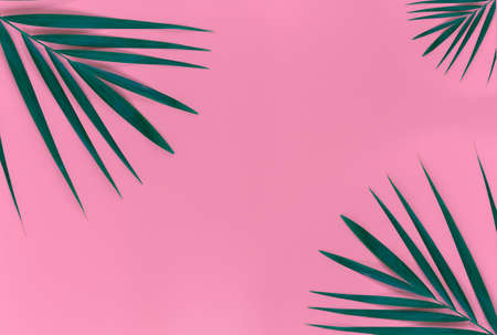 Green leaves of palm tree on bright pink pastel background, Tropical green palm leaves , Top view minimal concept. Flat lay.の写真素材