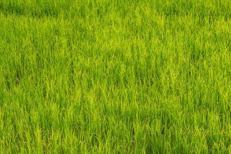 Nature. green rice seedling backdrop and background green pattern.の写真素材