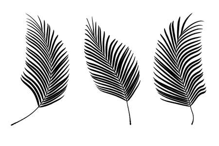 Silhouette of palm leaves isolated on white background.の写真素材