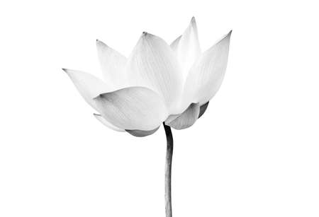 Black and white Lotus flower isolated on white background.の写真素材