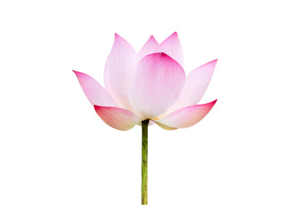Pink Lotus flower isolated on white background. Nature concept For advertising design and assembly.の写真素材