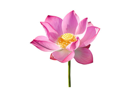 Pink Lotus flower isolated on white background. Nature concept For advertising design and assembly. File contains with clipping path so easy to work.の写真素材