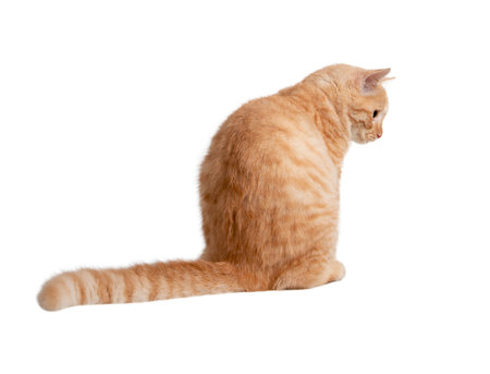 Beautiful cute orange cat isolated on white background. File contains clipping path.の写真素材