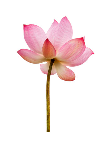 Pink Lotus flower isolated on white background. Nature concept For advertising design and assembly. File contains with clipping path so easy to work.の写真素材