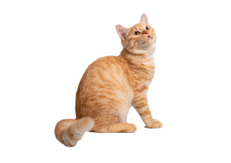 Beautiful cute orange cat isolated on white background. File contains clipping path.の写真素材