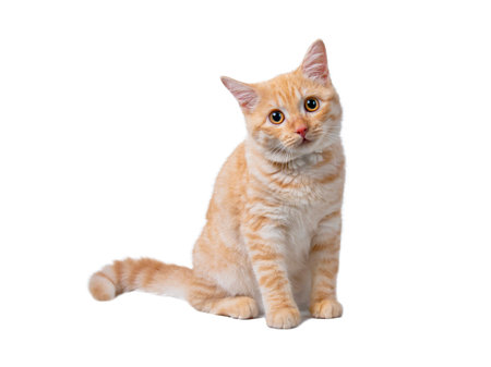 Beautiful cute orange cat isolated on white background. File contains clipping path.の写真素材