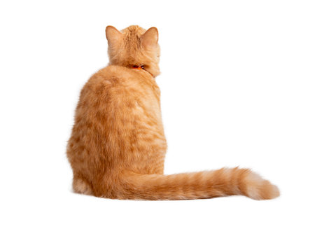 Beautiful cute orange cat isolated on white background. File contains clipping path.の写真素材