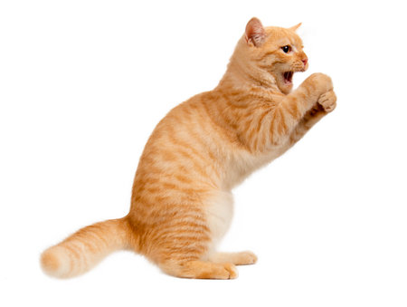 Beautiful cute orange cat isolated on white background. File contains clipping path.の写真素材