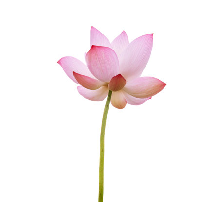 Pink Lotus flower isolated on white background. Nature concept For advertising design and assembly. File contains with clipping path so easy to work.の写真素材