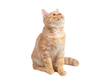 Beautiful cute orange cat isolated on white background. File contains clipping path.の写真素材