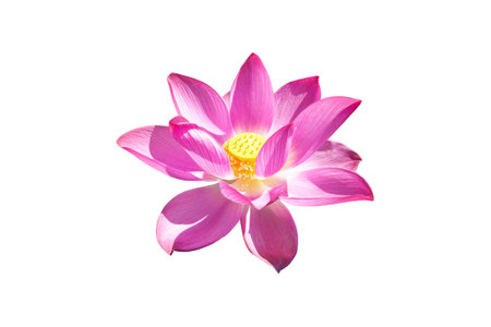 Pink Lotus flower isolated on white background. Nature concept For advertising design and assembly. File contains with clipping path so easy to work.の写真素材