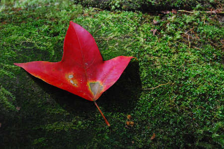 Maple at phukradung , Thailandの写真素材