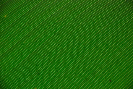Green color and lined pattern from leaf の写真素材