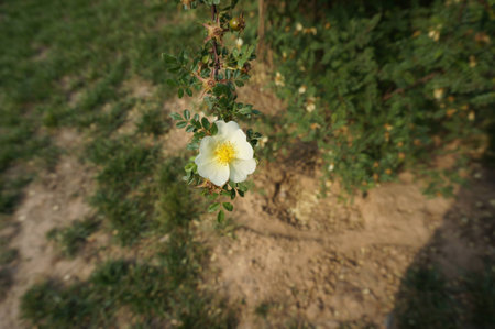 Flowerの写真素材