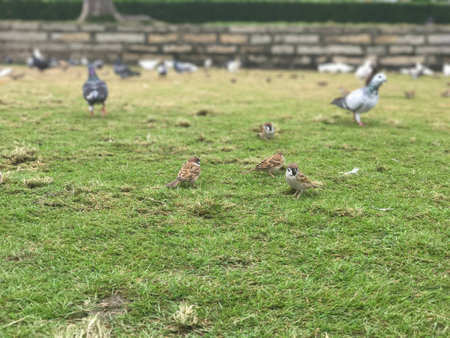pigeon