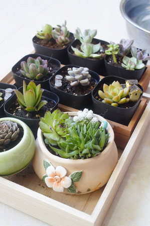 Close up to potted succulent plantの写真素材