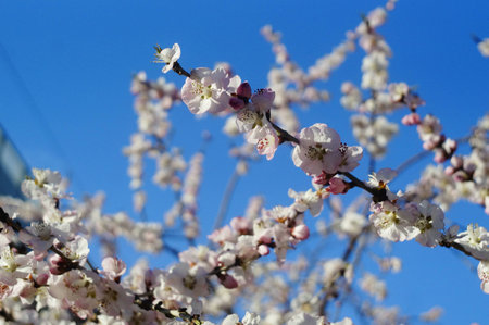 Close up to flowers growing on the branchの写真素材