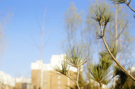 Pineの写真素材