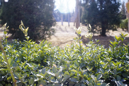 Plantの写真素材