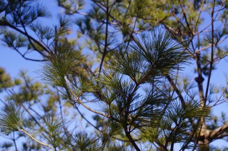 Pineの写真素材