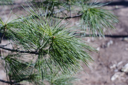 Pineの写真素材