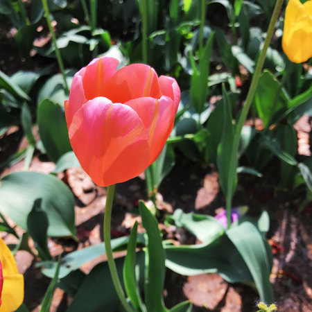 tulipの写真素材