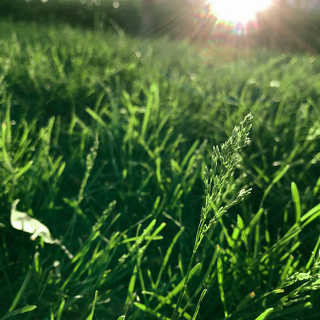 Green grassの写真素材