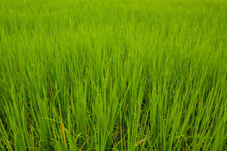 background of rice fieldの写真素材