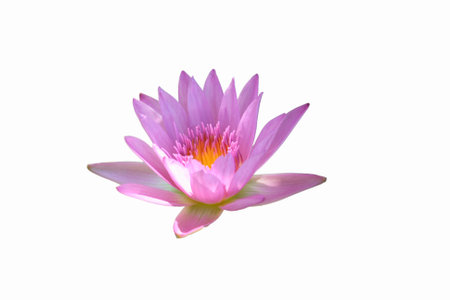 lotus isolationの写真素材