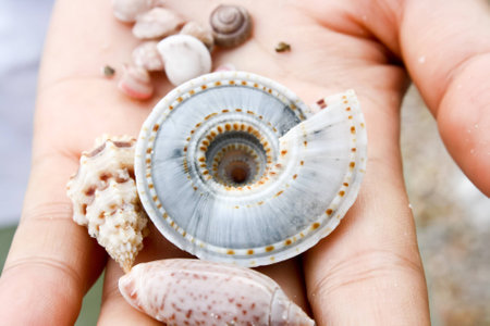 shell in girl handの写真素材