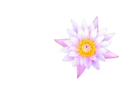pink lotus isolate on white backgroundの写真素材