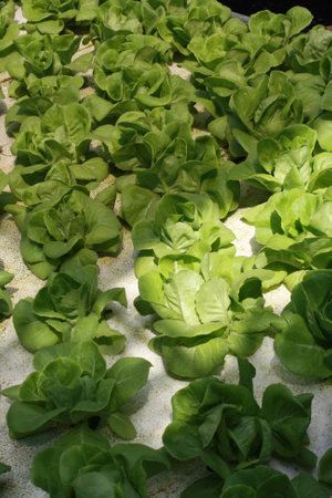 hydrophonic vegetableの写真素材