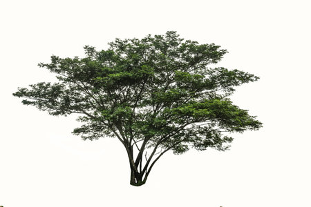 tree isolate on white backgroundの写真素材