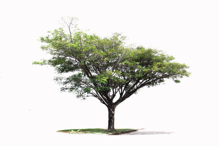 green tree isolate on white background