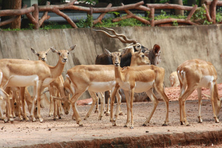 young deer  standing  in natureの写真素材