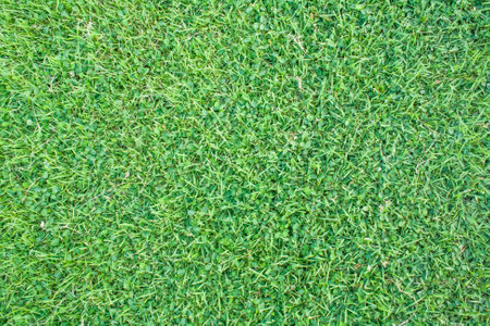 green grass textureの写真素材