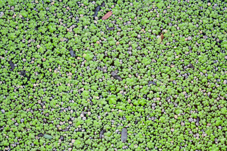 green water lettuce textureの写真素材