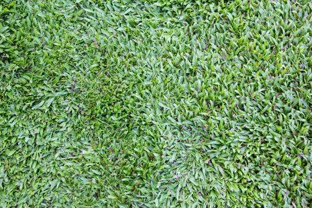 green grass textureの写真素材