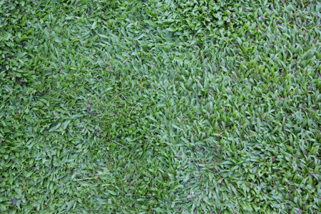 green grass textureの写真素材