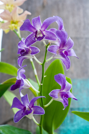 beauty color orchid in natureの写真素材