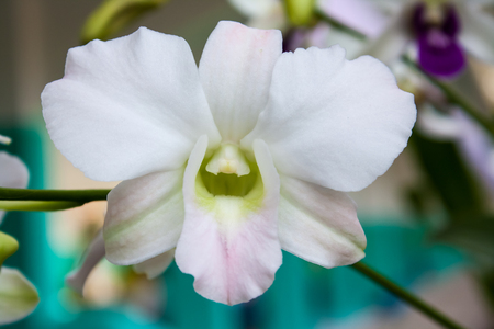 beauty color orchid in natureの写真素材