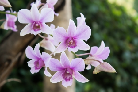 beauty color orchid in natureの写真素材