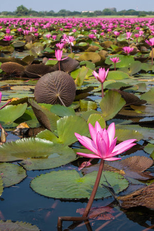 lotus in natureの写真素材