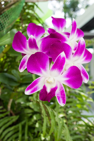 beauty color orchid in natureの写真素材